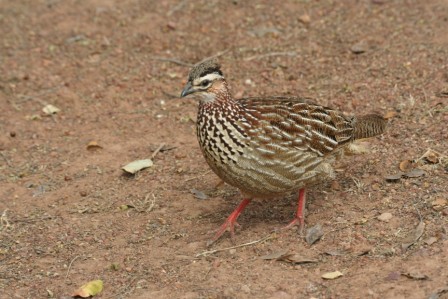 Crested_Francolin_113140.JPG