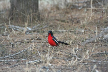 Crimson_Breasted_Shrike_113140.JPG