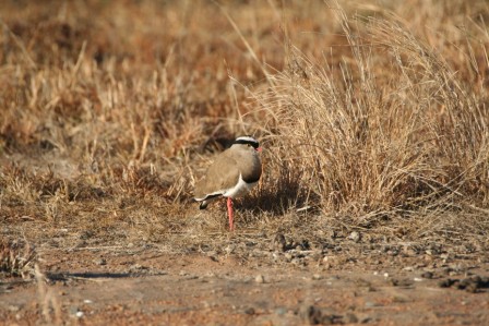 Crowned_Lapwing_113140.JPG