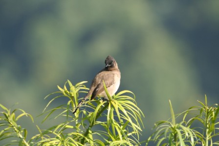 Darkcapped_Bulbul_113140.JPG