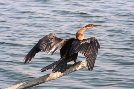 Darter_113140.JPG