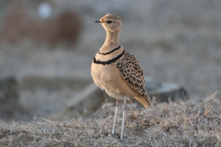 Doublebanded_Courser_a13140.jpg