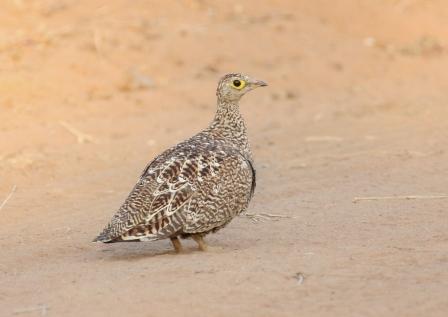 Doublebanded_Sandgrouse_Female13140.JPG