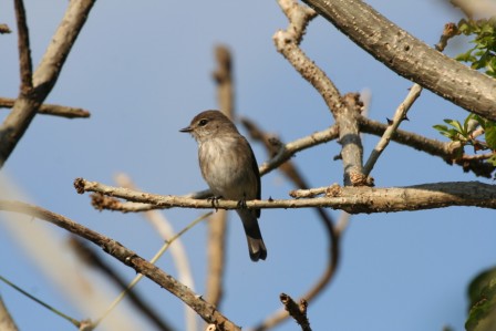 Dusky_Flycatcher_113140.JPG