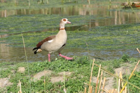 Egyptian_Geese_113140.JPG