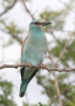 European_Roller13140.JPG