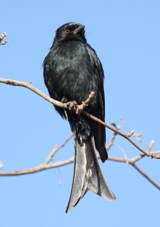 Forktailed_Drongo13140.JPG