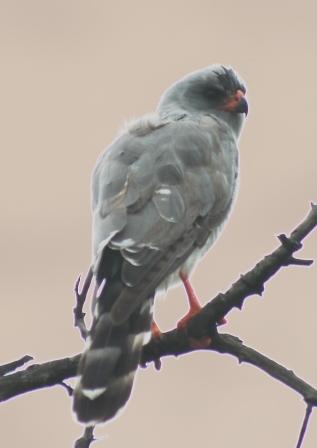 Gabar_Goshawk13140.JPG