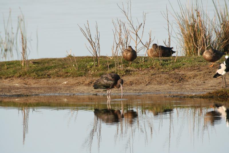 Glossy_Ibis13140.JPG