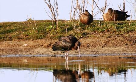 Glossy_Ibis13901.JPG