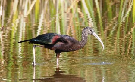 Glossy_Ibis_313901.JPG