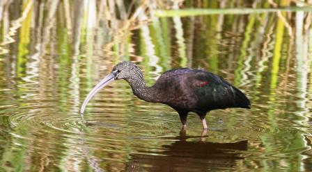 Glossy_Ibis_413140.JPG