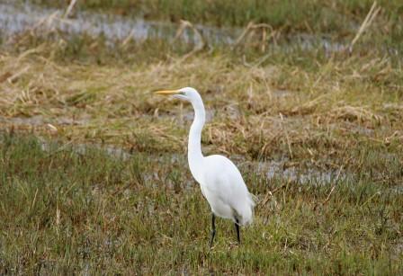 Great_White_Egret13140.JPG