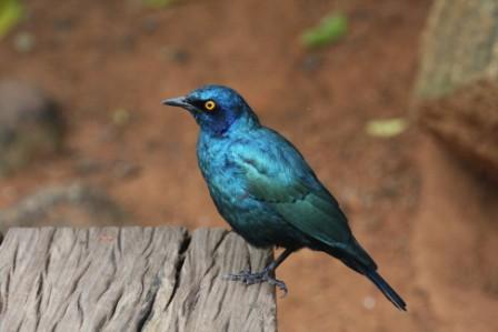 Greater_Blueeared_Starling14113.JPG