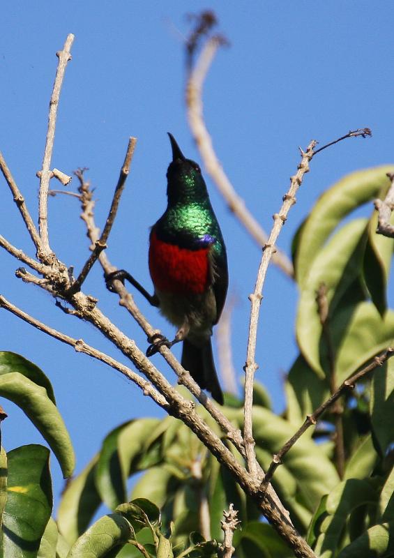 Greater_Doublecollared_Sunbird13140.JPG