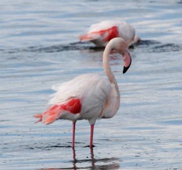 Greater_Flamingo13901.JPG
