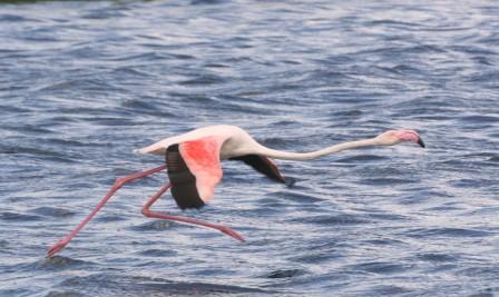 Greater_Flamingo_113140.JPG