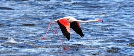 Greater_Flamingo_214195.JPG