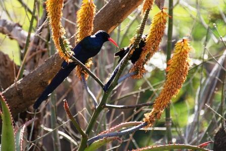 Green_WoodHoopoe13915.JPG