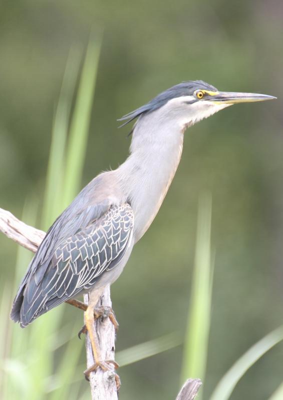 Greenbacked_Heron13140.JPG