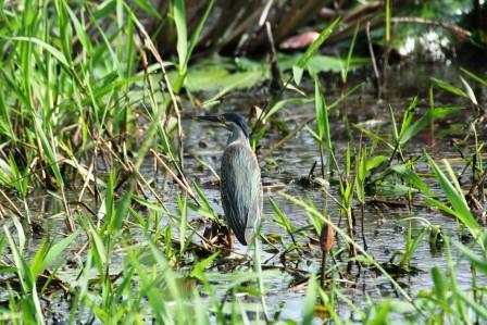 Greenbacked_Heron_113140.JPG