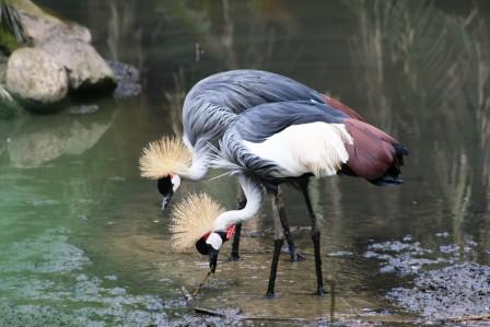 Grey_Crowned_Crane_413915.JPG