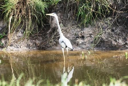 Grey_Heron13915.JPG