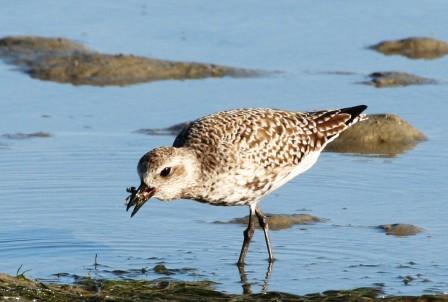 Grey_Plover_113915.JPG