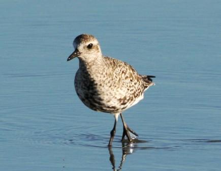 Grey_Plover_213901.JPG