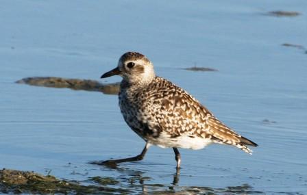 Grey_Plover_314195.JPG