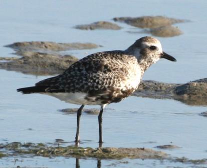 Grey_Plover_413140.JPG