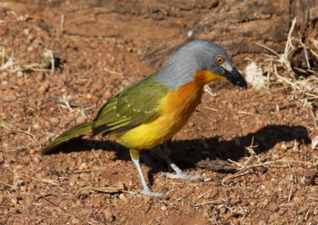 Greyheaded_BushShrike13140.JPG