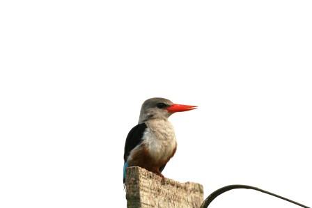 Greyheaded_Kingfisher_114114.JPG