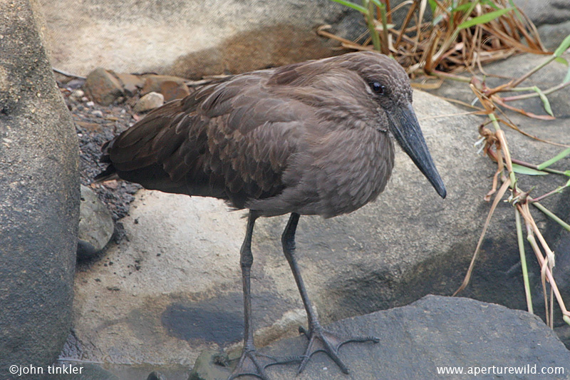 Hamerkop.5_jpg14113.jpg