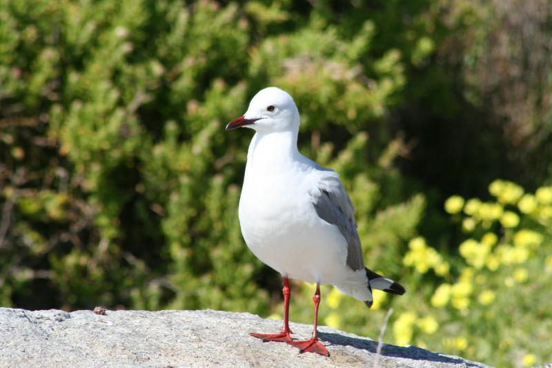 Hartlaubs_Gull_113901.JPG