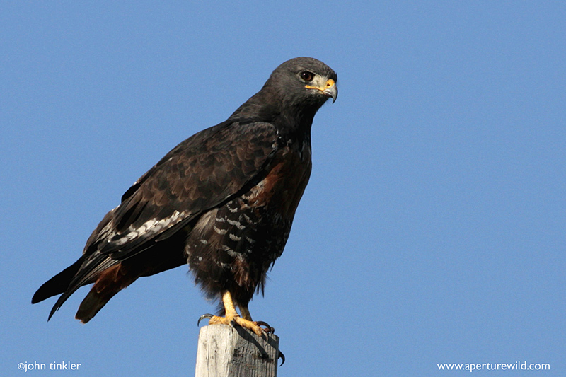Jackal_Buzzard13901.jpg