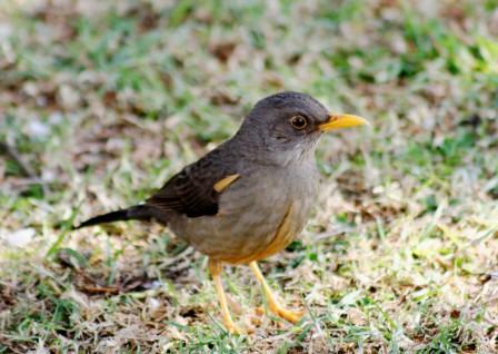 Karoo_Thrush_114113.JPG