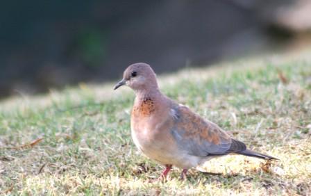 Laughing_Dove_113140.JPG