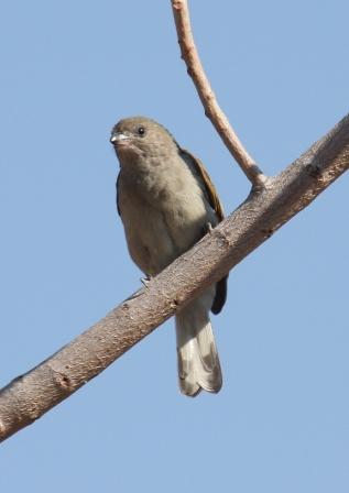 Lesser_Honeyguide13140.JPG