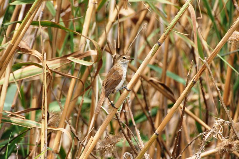 Lesser_Swamp_Warbler13140.JPG