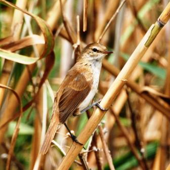 Lesser_Swamp_Warbler_213901.JPG