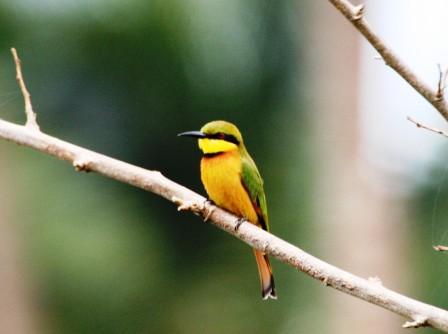 Little_Beeeater14116.JPG