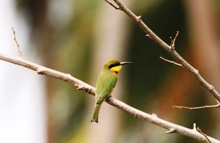 Little_Beeeater_113140.JPG