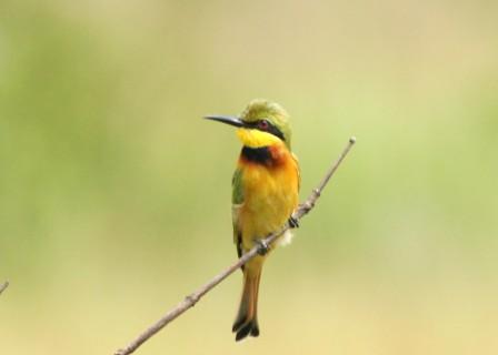 Little_Beeeater_114114.JPG