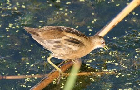 Little_Crake_213901.JPG