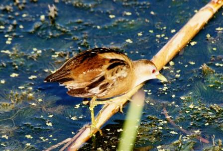 Little_Crake_413140.JPG