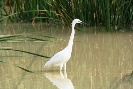 Little_Egret14057.JPG