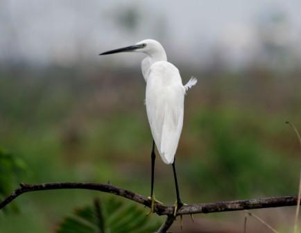 Little_Egret_214195.JPG