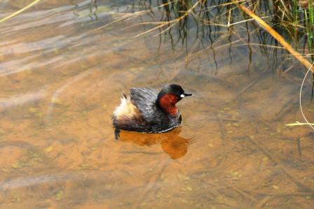 Little_Grebe_214114.JPG