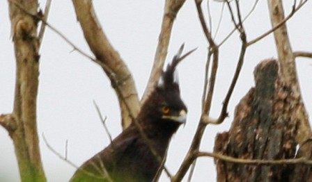 Longcrested_Eagle13140.JPG